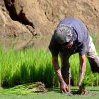 Collecting Rice - The Philippines