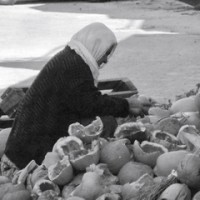 Pumpkin Seeding - Turkey