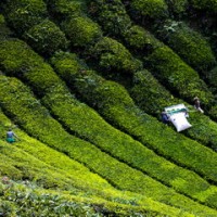 Tea Plantation, Cameron Highlands, Malaysia