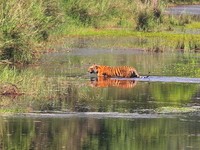Tiger at Bardia National Park Nepal