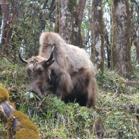 Yak on the Mardi Himal Trek, Nepal