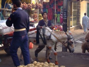 Henna dyed donkey in Pakistan