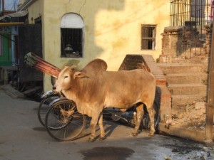 Indian cow in the sun (click to enlarge)