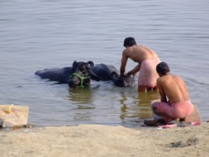 Washing Cows on the Ganges