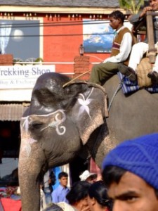 Elephant in Pokhara Parade