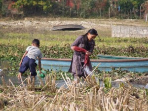 Working on Lake Phew Tal, Pokhara, Nepal