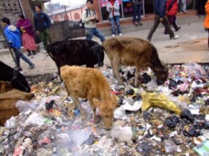 Border Cows, Nepal