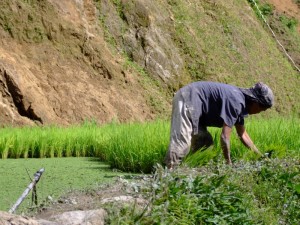 Woman tending to rice paddy in a rice terrace in Banaue, The Philippines Woman tending to rice paddy in a rice terrace in Banaue, The Philippines (click to enlarge)