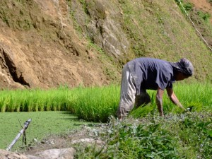 Woman tending to rice paddy in a rice terrace in Banaue, The Philippines (click to enlarge)