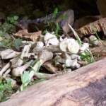 Scattered bones from a hanging coffine in the Philippines