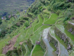 Lush green rice terraces of Batad, The Philippines (click to enlarge)