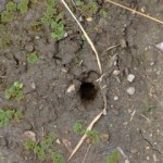 Giant Worm Hole in the Rice Terraces of Batad, The Philippines