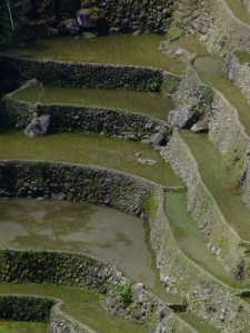 Banaue Rice Terrace in The Philippines (click to enlarge)