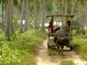 Water Buffalo and cart