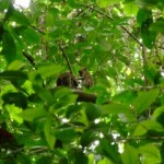 Monkey's grooming in Sabang