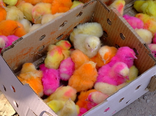 Colored chickens from Pakistan