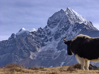 Dzo - Yak looking at mountain