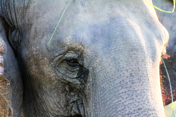 A Nepalese Elephant