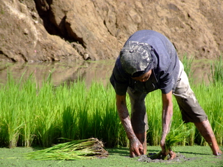 Collecting Rice - The Philippines