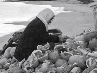 Pumpkin Seeding - Turkey