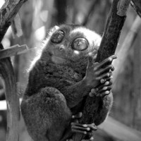 Tarsier in a Ray of Light - The Philippines