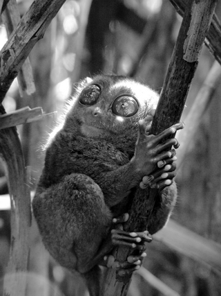 Tarsier in a Ray of Light - The Philippines