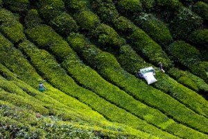 Tea Plantation, Cameron Highlands, Malaysia