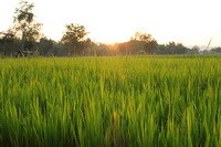 Rice Padi, Sukhothai, Thailand
