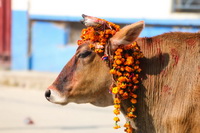 Cow covered in garlands in the Tihar festival in Nepal Tihar in Kathmandu