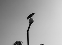 Crows during Tihar