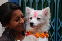 Dog Festival Tihar in Kathmandu