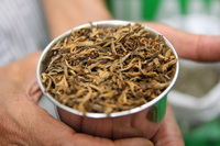 Tea in Nepal
