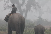 Elephants and park rangers work together in Chitwan Nepal