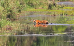 Tiger at Bardia National Park Nepal