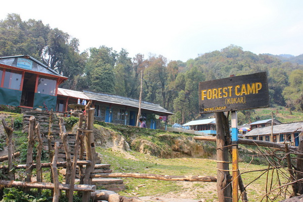 Forest Camp on the Mardi Himal Trek, Nepal