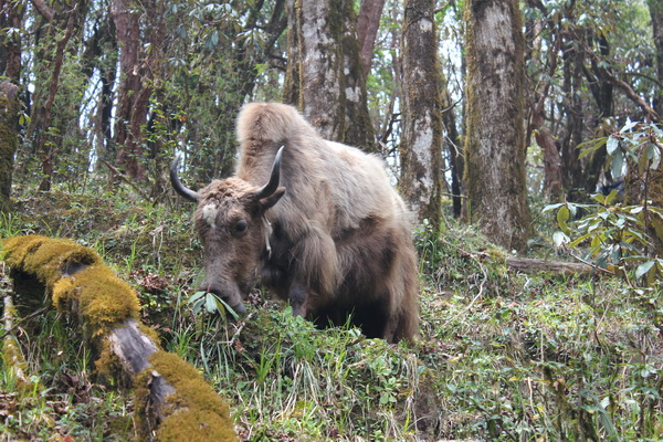 Yak on the Mardi Himal Trek, Nepal