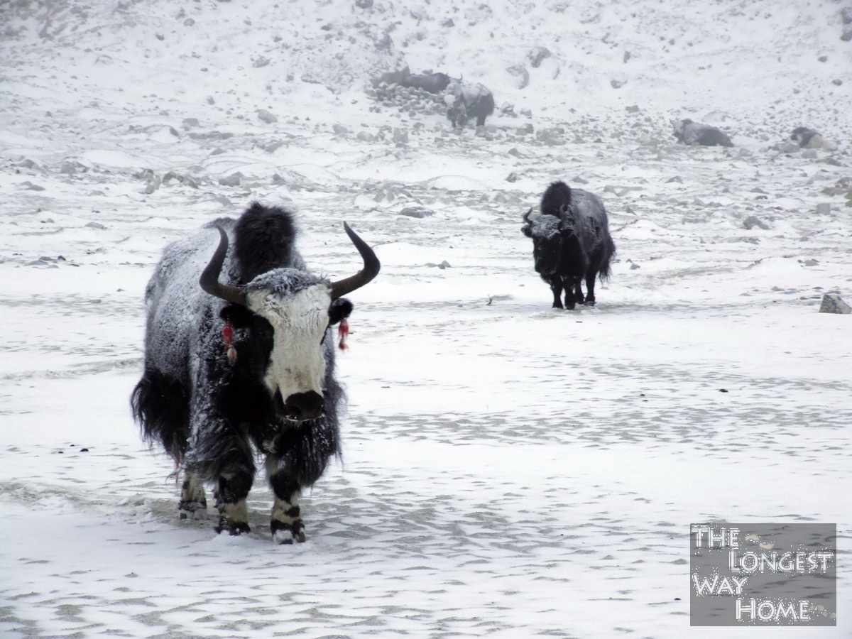Yaks in the Winter Snow Everest Base Camp
