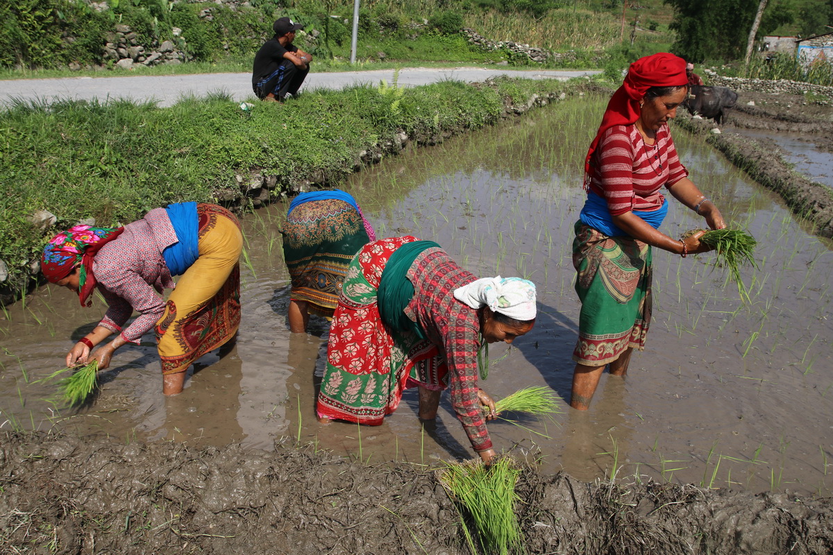 Rice planting in Nepal during the monsoon season