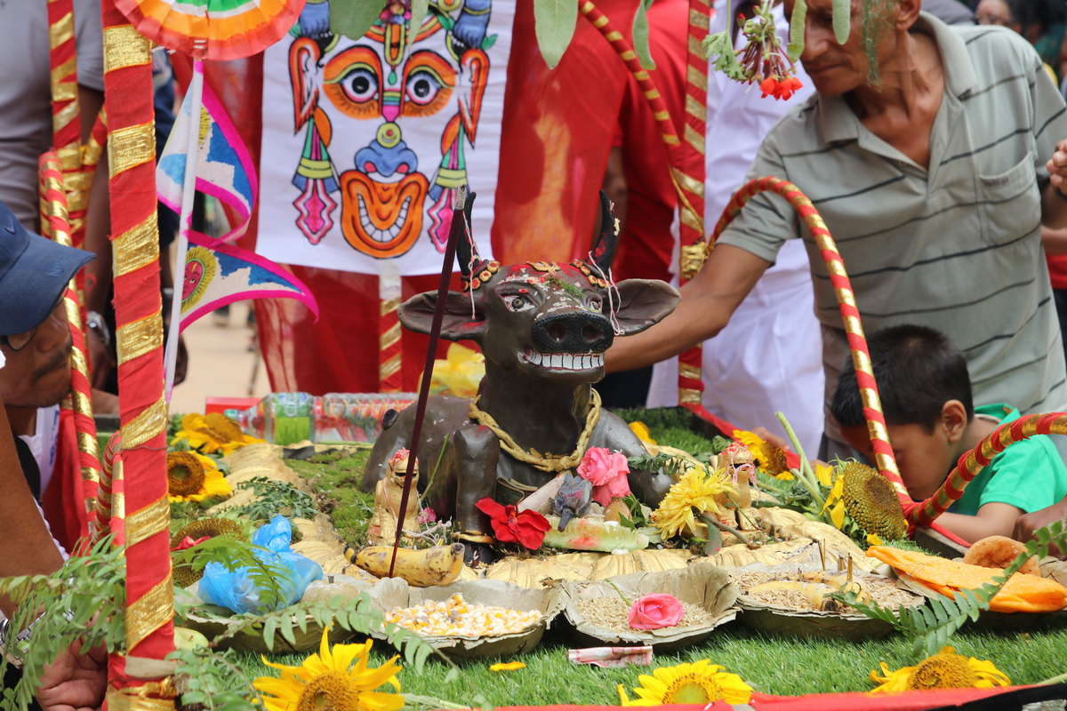 Cow statue being taken through the streets of Bhaktapur during Gai Jatra