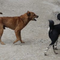 Street dogs fighting in Kathmandu