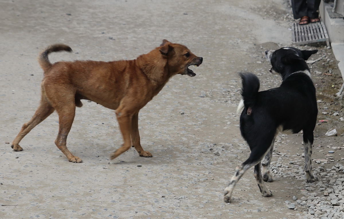 Street dogs fighting in Kathmandu