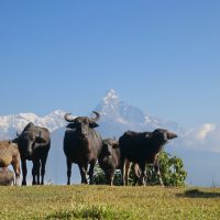 Buffalos under mountains at Panchase