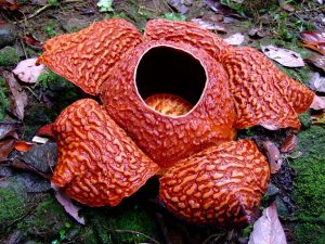 World's largest flower the Rafflesia