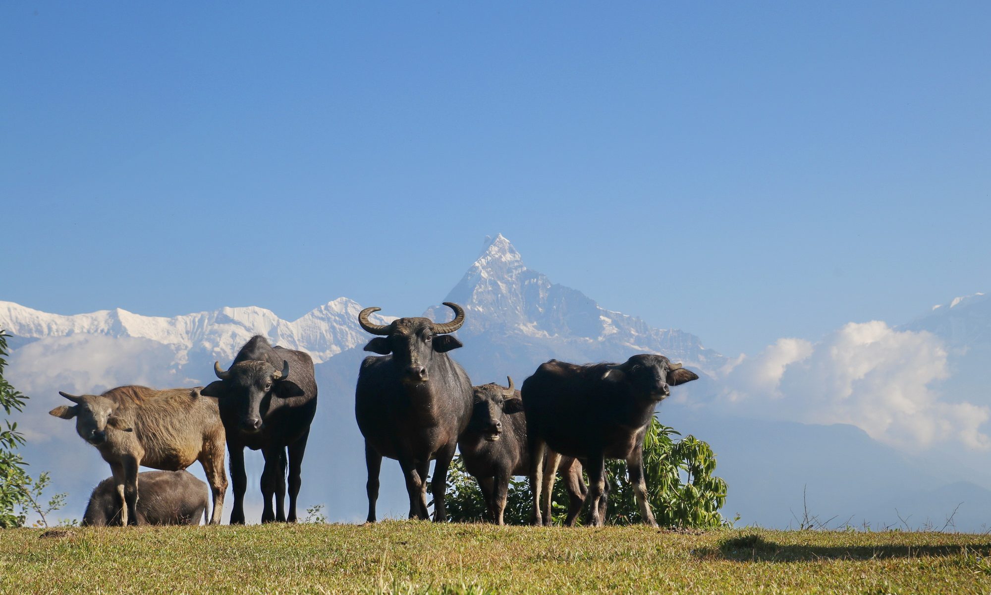 Buffalos under mountains at Panchase