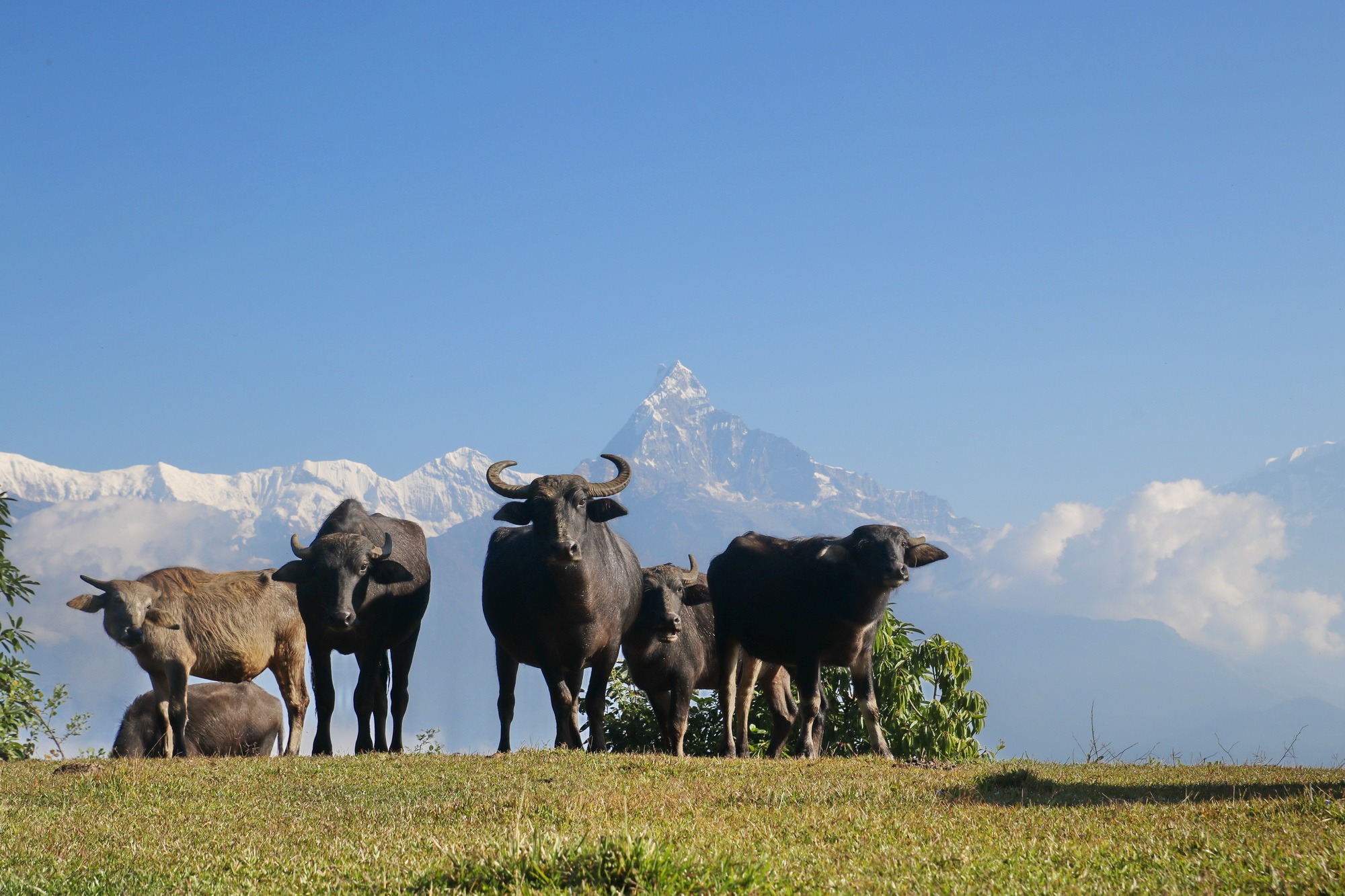 Buffalos under mountains at Panchase