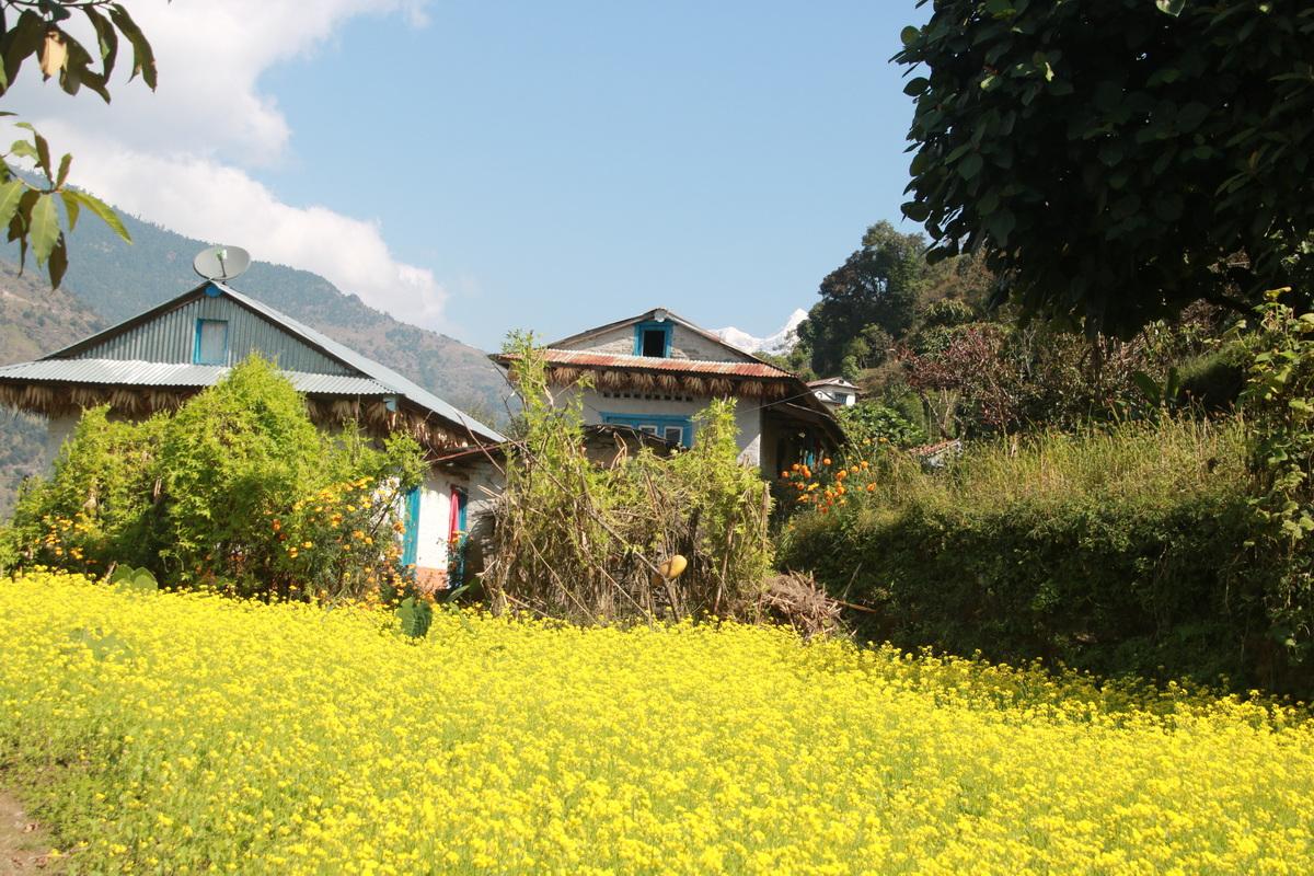 Mustard field in Namkheli